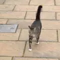 A stripey cat follows us for a bit, Grandma J's and a Day on the Beach, Spreyton and Exmouth, Devon - 13th April 2017
