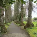 The tree-lined path to the church, Grandma J's and a Day on the Beach, Spreyton and Exmouth, Devon - 13th April 2017