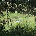 A swan with three fluffy cygnets hide in the grass, The Humpty Dumpty Beer Festival, Reedham, Norfolk - 22nd July 2017