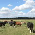 More cows, The Humpty Dumpty Beer Festival, Reedham, Norfolk - 22nd July 2017