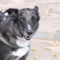 A heterochromic dog, The Humpty Dumpty Beer Festival, Reedham, Norfolk - 22nd July 2017