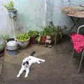 A patchy cat lounges about, In The Sneem, An tSnaidhm, Kerry, Ireland - 1st August 2017