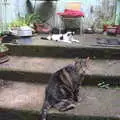 The massive 'Stripey Boy' wanders on to the steps, In The Sneem, An tSnaidhm, Kerry, Ireland - 1st August 2017