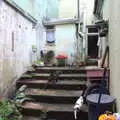 Cats on the stone steps, In The Sneem, An tSnaidhm, Kerry, Ireland - 1st August 2017