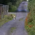 A solitary dog trots down the hill, The Annascaul 10k Run, Abha na Scáil, Kerry, Ireland - 5th August 2017