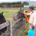 Philly meets the donkey and 'Headey' the Alpaca, Minard Beach and Ceol Agus Craic, Lios Póil, Kerry - 6th August 2017