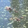 There are some fluffy ducklings in Paddington Basin, A SwiftKey Lunch, Porchester Place,  Edgware Road, London - 27th June 2018