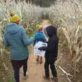 We roam around in the 'beginners' maze, Pumpkin Picking at Alstede Farm, Chester, Morris County, New Jersey - 24th October 2018