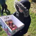 Fred's box of apples, Pumpkin Picking at Alstede Farm, Chester, Morris County, New Jersey - 24th October 2018