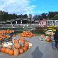 Fred wanders around the pumpkins, Pumpkin Picking at Alstede Farm, Chester, Morris County, New Jersey - 24th October 2018