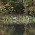 A heron does its daily creep-around, Times Square, USS Intrepid and the High Line, Manhattan, New York - 25th October 2018