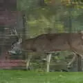 The deer trots away, Times Square, USS Intrepid and the High Line, Manhattan, New York - 25th October 2018