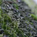 Dew on some moss, Christmas at Grandma J's, Spreyton, Devon - 25th December 2018