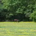 A pony in a yellow field, Chagford Lido and a Trip to Parke, Bovey Tracey, Devon - 25th May 2019