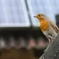 A robin flits about looking for crumbs, Chagford Lido and a Trip to Parke, Bovey Tracey, Devon - 25th May 2019