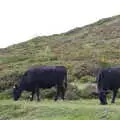 A couple of black cows munch the grass, The Tom Cobley and a Return to Haytor, Bovey Tracey, Devon - 27th May 2019