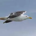 A herring gull flies past, The Summer Trip to Ireland, Monkstown, Co. Dublin, Ireland - 9th August 2019