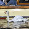 A swan does something weird with its beak and tongue, A Boat Trip on the River, Stratford upon Avon, Warwickshire - 14th September 2019