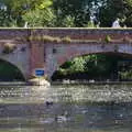 Thousands of feathers float on the water, A Boat Trip on the River, Stratford upon Avon, Warwickshire - 14th September 2019