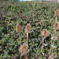 Spiky seed heads on the cliff top, A Trip to the South Coast, Highcliffe, Dorset - 20th September 2019