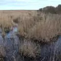 Flooded grasses, To See the Seals, Horsey Gap, Norfolk - 10th January 2020