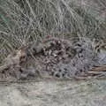 One of the seals that didn't make it this year, To See the Seals, Horsey Gap, Norfolk - 10th January 2020