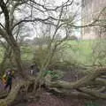 The boys in one of their favourite climbey trees , A Trip to Orford, Suffolk - 25th January 2020