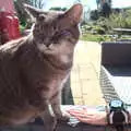Harry reaches out to Boris the Stripey Cat, An April Lockdown Miscellany, Eye, Suffolk - 10th April 2020