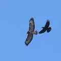 A crow fights off a buzzard, An April Lockdown Miscellany, Eye, Suffolk - 10th April 2020