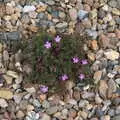 A weed with pretty pink flowers grows in the drive, More Lockdown Fun, Diss and Eye, Norfolk and Suffolk - 30th May 2020