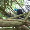 The boys are up a tree again, More Lockdown Fun, Diss and Eye, Norfolk and Suffolk - 30th May 2020