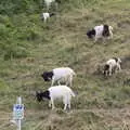 The Cromer Bagots - a sort-of goat, Camping on the Coast, East Runton, North Norfolk - 25th July 2020