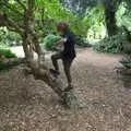 Harry climbs up a tree, Back at Ickworth, and Oaksmere with the G-Unit, Horringer and Brome, Suffolk - 8th August 2020