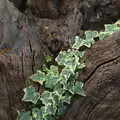 Bright green ivy invades a tree stump, Back at Ickworth, and Oaksmere with the G-Unit, Horringer and Brome, Suffolk - 8th August 2020