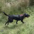 Doug the Dog runs around, A Game of Cricket, and a Walk Around Chagford, Devon - 23rd August 2020