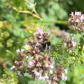 A bee does its thing amongst the flowers, A Walk up Hound Tor, Dartmoor, Devon - 24th August 2020