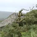 A tangled tree, A Walk up Hound Tor, Dartmoor, Devon - 24th August 2020