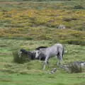 A grey pony, A Walk up Hound Tor, Dartmoor, Devon - 24th August 2020