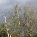 A skeleton tree, Camping at Three Rivers, Geldeston, Norfolk - 5th September 2020