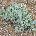 Some sea cabbage, Sizewell Beach and the Lion Pub, Sizewell and Theberton, Suffolk - 4th October 2020