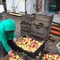 Fred in the apples, Trevor's Last Apple Pressing, Carleton Rode and Shelfanger, Norfolk - 18th October 2020