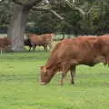How now brown cow, A Walk Around Thornham Estate, Thornham Magna, Suffolk - 18th October 2020