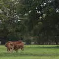 Brown cows in the field, A Walk Around Thornham Estate, Thornham Magna, Suffolk - 18th October 2020