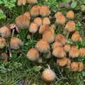 A bunch of mushrooms, A Walk Around Thornham Estate, Thornham Magna, Suffolk - 18th October 2020