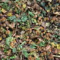 More mushrooms, A Walk Around Thornham Estate, Thornham Magna, Suffolk - 18th October 2020