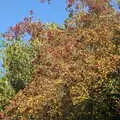 Red berries in a tree, A Walk Around the Avenue, Brome, Suffolk - 25th October 2020