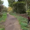 Fred runs around after we pile out of the car, A Trip to Lynford Arboretum, Mundford, Norfolk - 30th October 2020