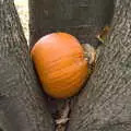 We come across a pumpkin wedged into a tree, A Trip to Lynford Arboretum, Mundford, Norfolk - 30th October 2020