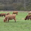 Hairy Highland cattle in a field, A Trip to Lynford Arboretum, Mundford, Norfolk - 30th October 2020
