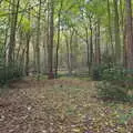 Off into the woodland, A Trip to Lynford Arboretum, Mundford, Norfolk - 30th October 2020